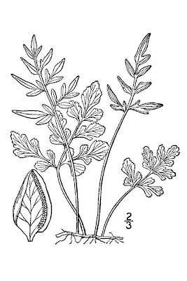 Cryptogramma stelleri