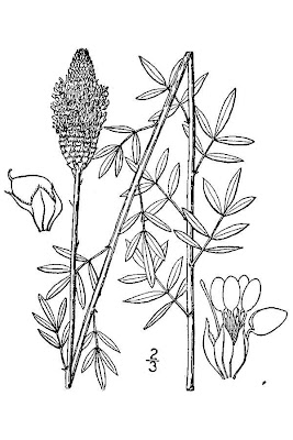 Dalea candida var. candida,
white prairie clover,
white prairie-clover,
white prairieclover