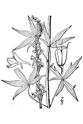 Tall larkspur