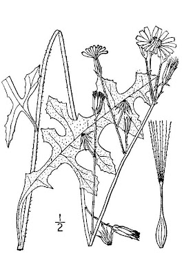 Lactuca hirsuta,
hairy lettuce,
wild lettuce