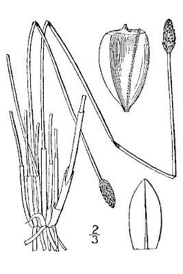 Black Fruit Spike Rush Black Fruit Spike Rush