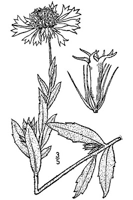 Gaillardia aestivalis var. flavovirens,
lanceleaf blanketflower