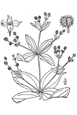 Forest bedstraw