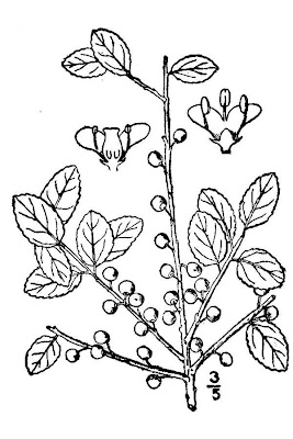Ilex vomitoria,
yaupon