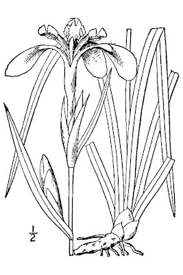 Copper iris Copper iris