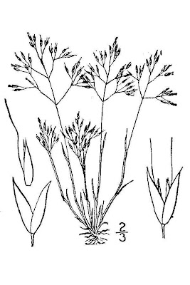 Silver Hairgrass
