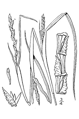 Wrinkled jointtail grass