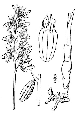 Hooded Coralroot