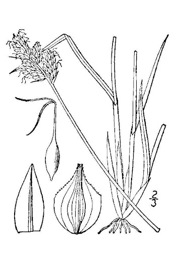 white sedge