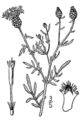 Spotted Knapweed