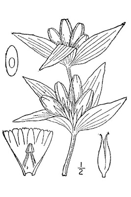 Closed bottle gentian Closed bottle gentian