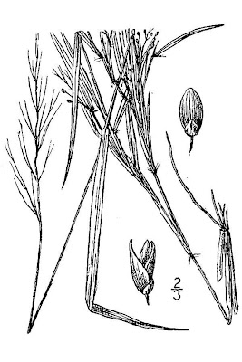 Northern Panicgrass