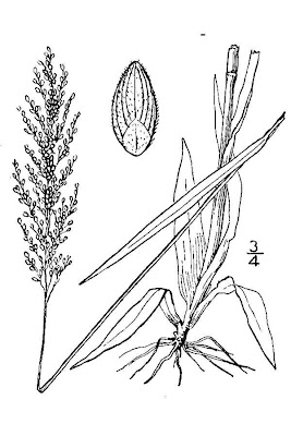 Eaton's Rosette Grass Eaton's Rosette Grass