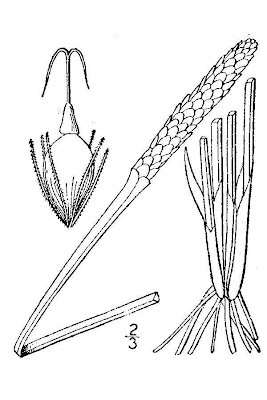 Scallion Grass