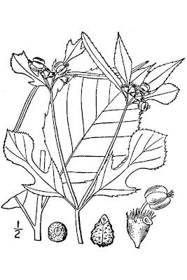 Painted Euphorbia