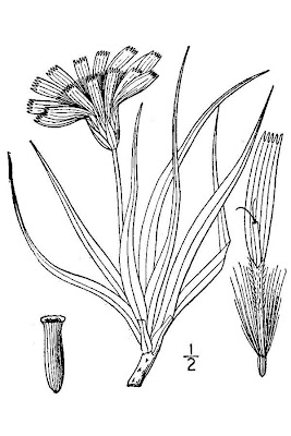 Wavy-leaf prairie-dandelion Wavy-leaf prairie-dandelion