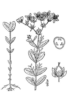 Pale St. Johnswort Pale St. Johnswort