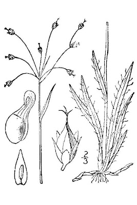 Carolina woodrush Carolina woodrush