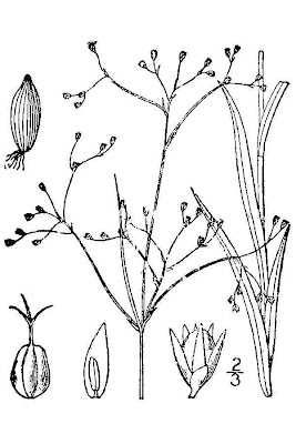 Smallflowered Woodrush