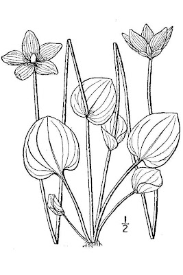 Carolina grass of Parnassus Carolina grass of Parnassus