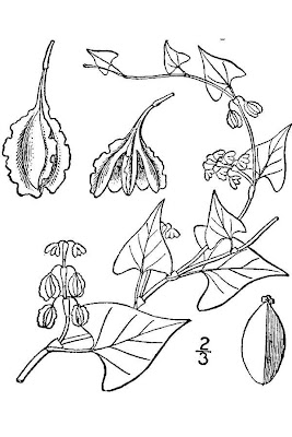 False buckwheat False buckwheat