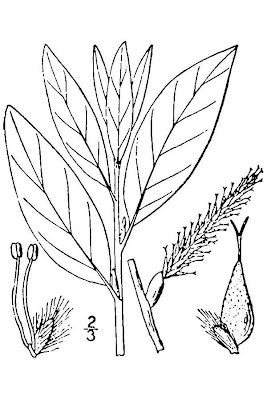 Tea Leaf Willow