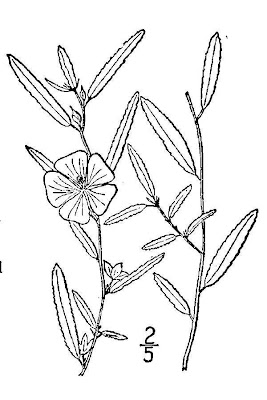 Elliott's fanpetals