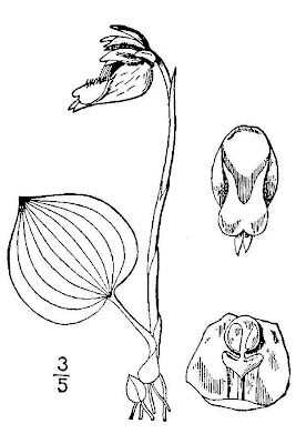 Fairy Slipper