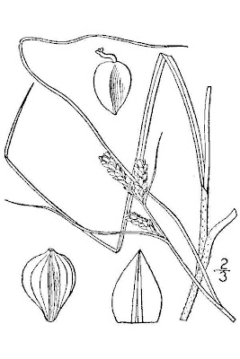 Carolina Sedge Carolina Sedge