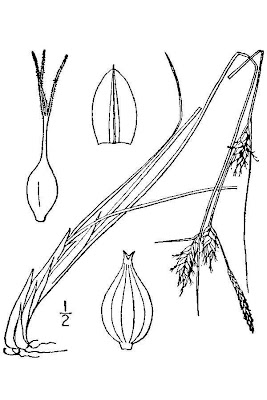 Few-seed sedge Few-seed sedge
