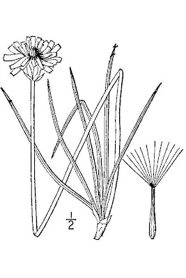 Arizona mountain dandelion Arizona mountain dandelion