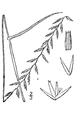 Sideoats Grama