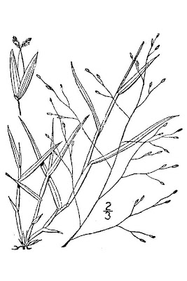 Fall witchgrass Fall witchgrass
