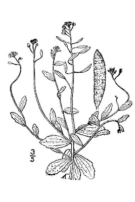 Wedge-leaf Draba