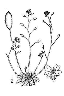 Draba verna,
spring draba,
spring Whitlowgrass