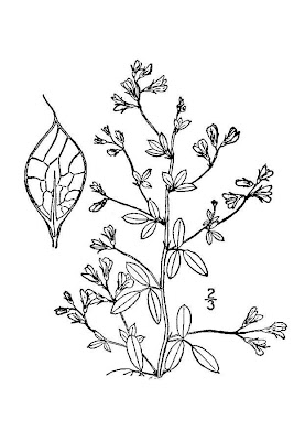 Violet Lespedeza