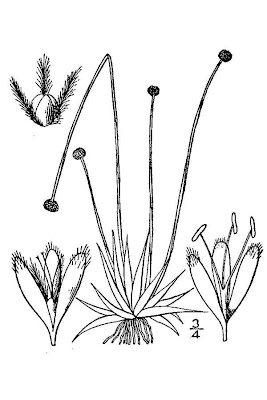 Lachnocaulon anceps,
whitehead bogbutton