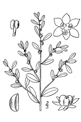 Carolina leaf-flower Carolina leaf-flower