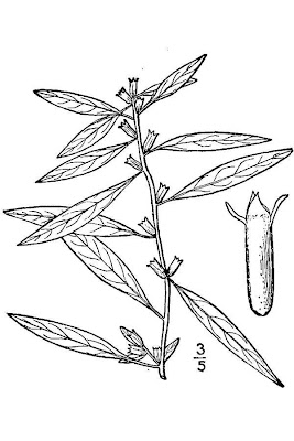 Cylindricfruit Primrose-willow
