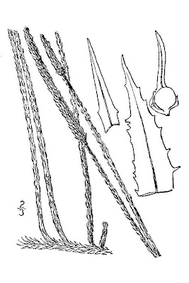 Southern Bog Clubmoss