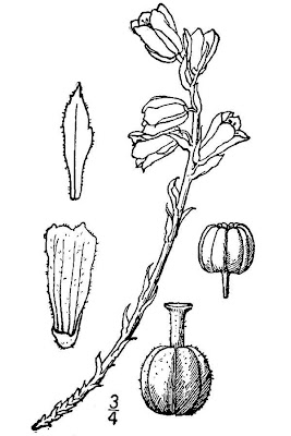 Pinesap