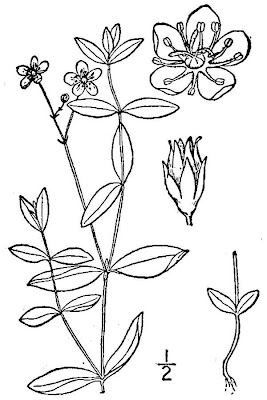 Blunt-leaf grove-sandwort