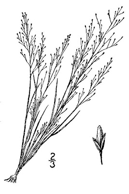 Annual Muhly
