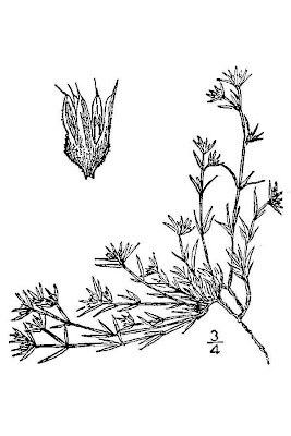Spreading Nailwort