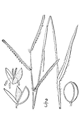 Field Crown Grass