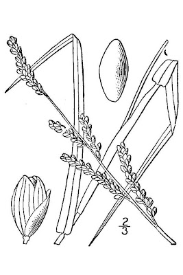 Vine-mesquite Grass