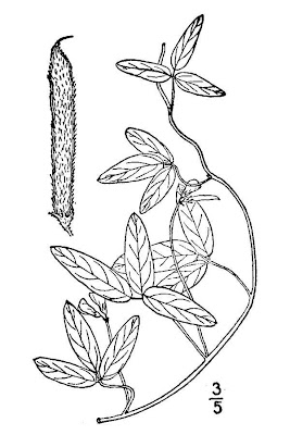 Smooth-seed Wild Bean
