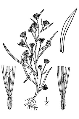 Western Annual Aster