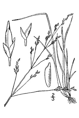 Nuttall's Alkali Grass