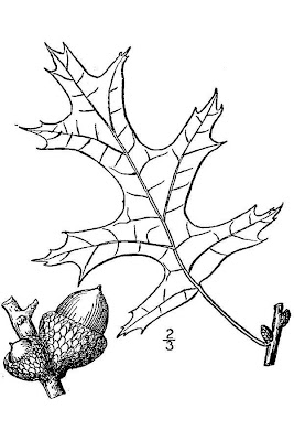 Quercus coccinea,
scarlet oak